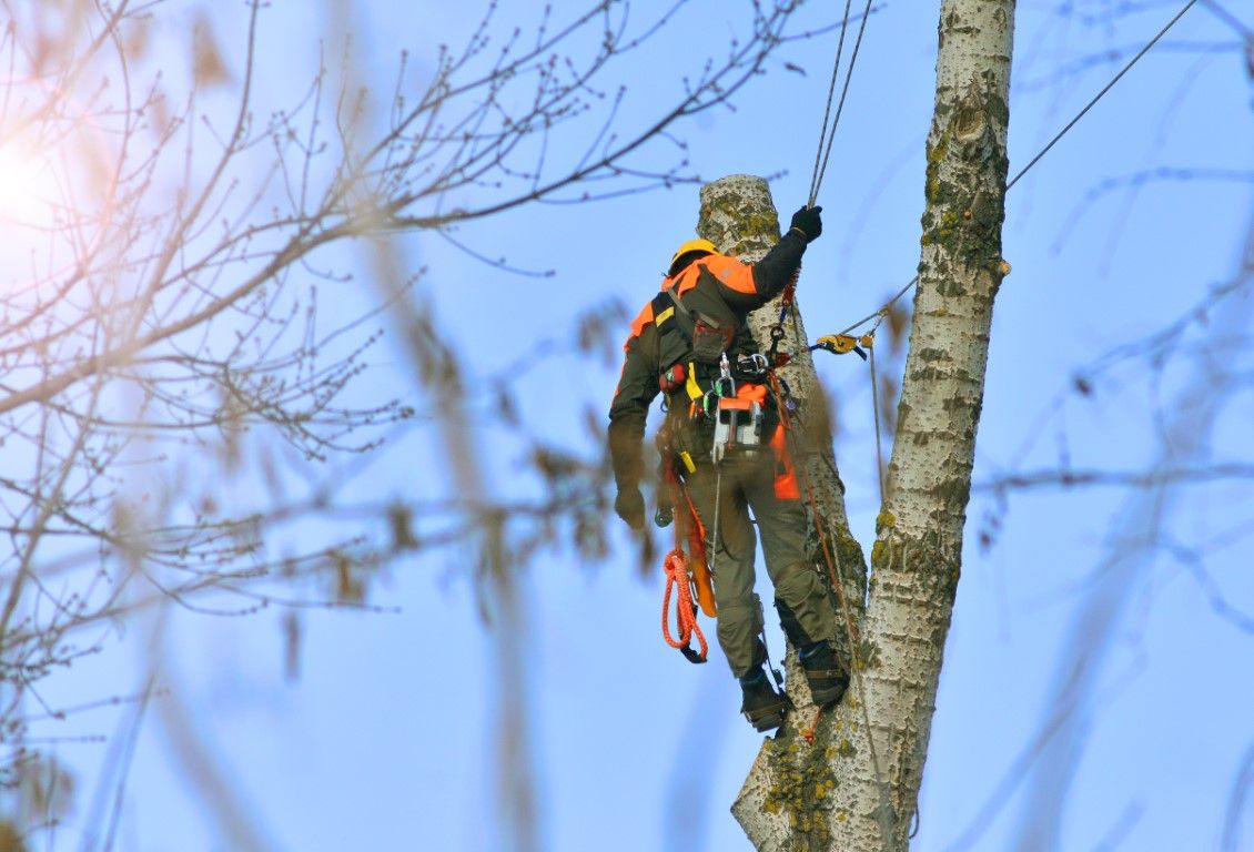 Tree service crew working on a large tree in El Monte, CA