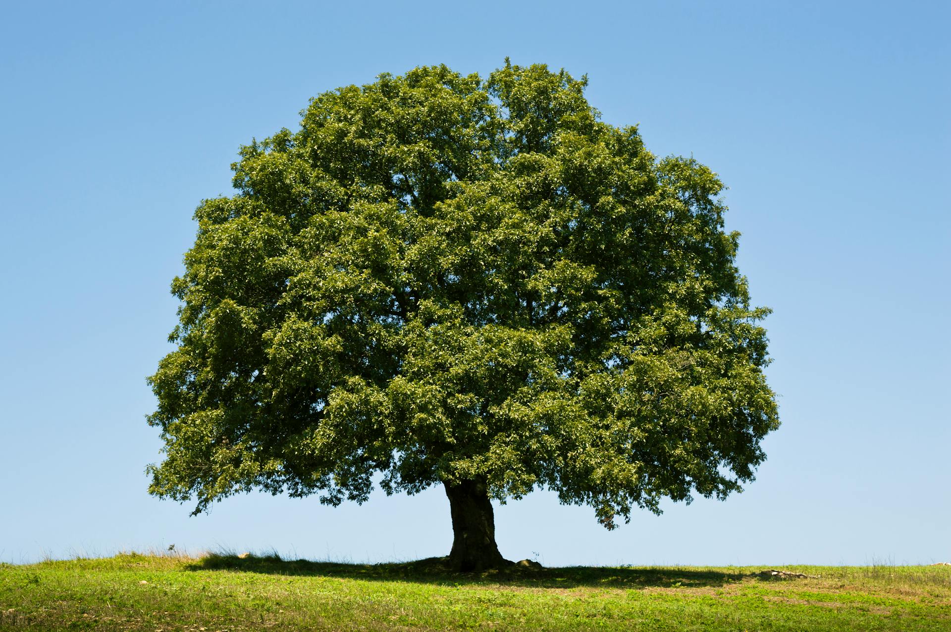 A mature California oak in healthy, well-maintained condition