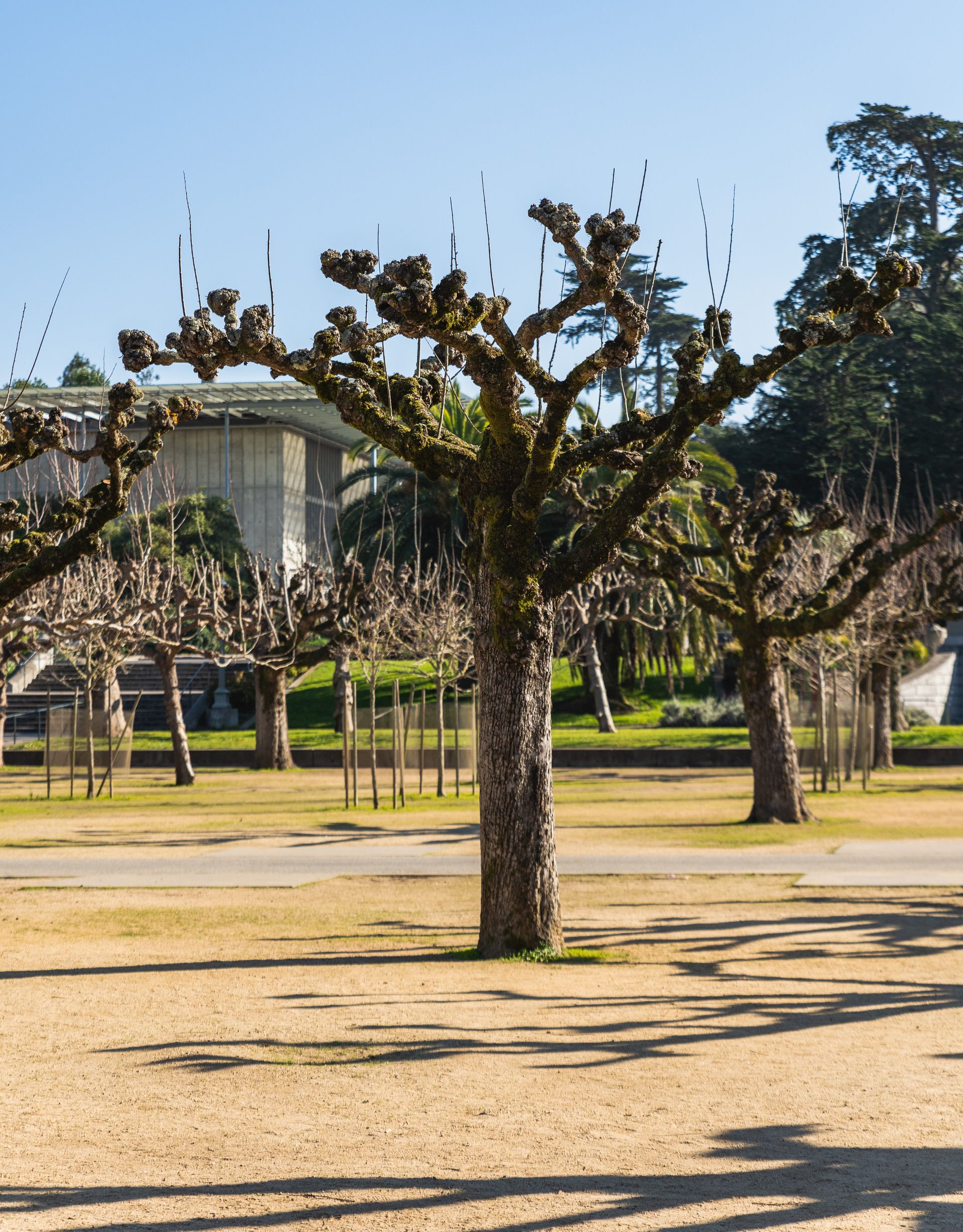 Mature pruned trees lining a San Gabriel Valley park