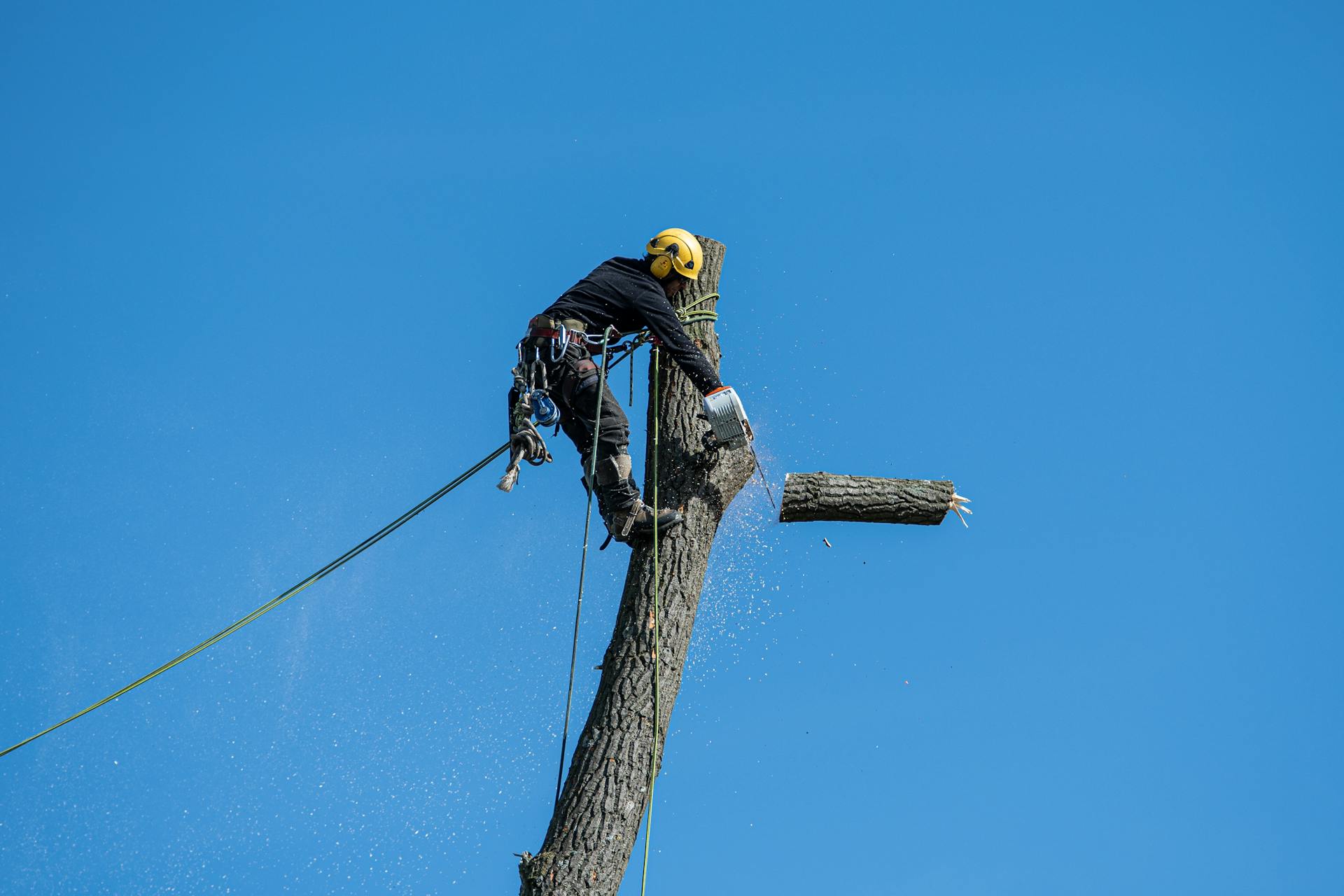 Arborist cutting a tree with a chainsaw against a blue sky