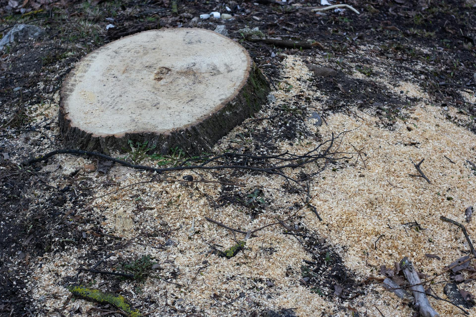 Freshly ground tree stump surrounded by sawdust after stump grinding service