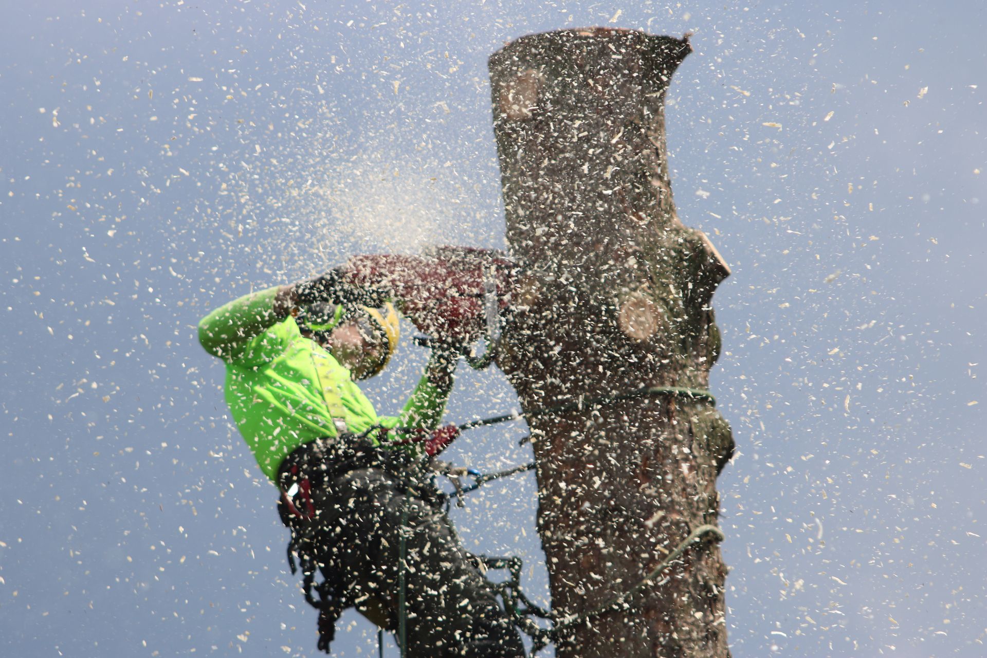 Arborist running a chainsaw on an elevated trunk during a tree trimming job